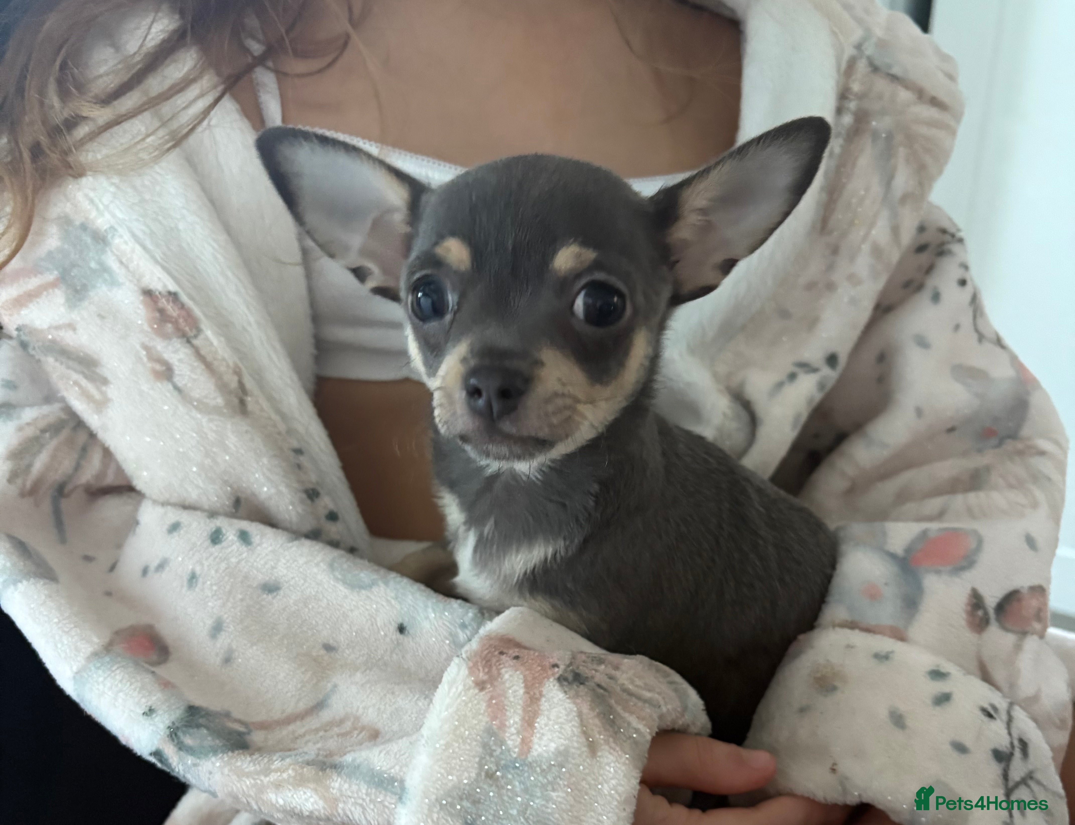 Chihuahua dogs 1 boy grey puppy left, READY!  - Advert 17