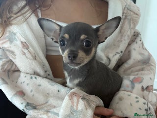 Chihuahua dogs 1 boy grey puppy left, READY! - Advert 3