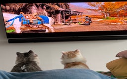 Munchkin cats for sale: Pedigree TICA Munchkin Kittens – Short Legs 🐈 - Image 21