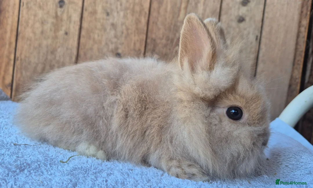 Lionhead rabbits for sale: Lion head baby girls  - Advert 6