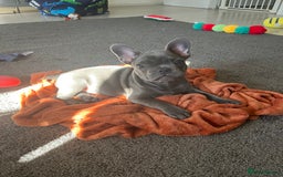 French Bulldog dogs for sale: French Bulldog puppy - Image 1