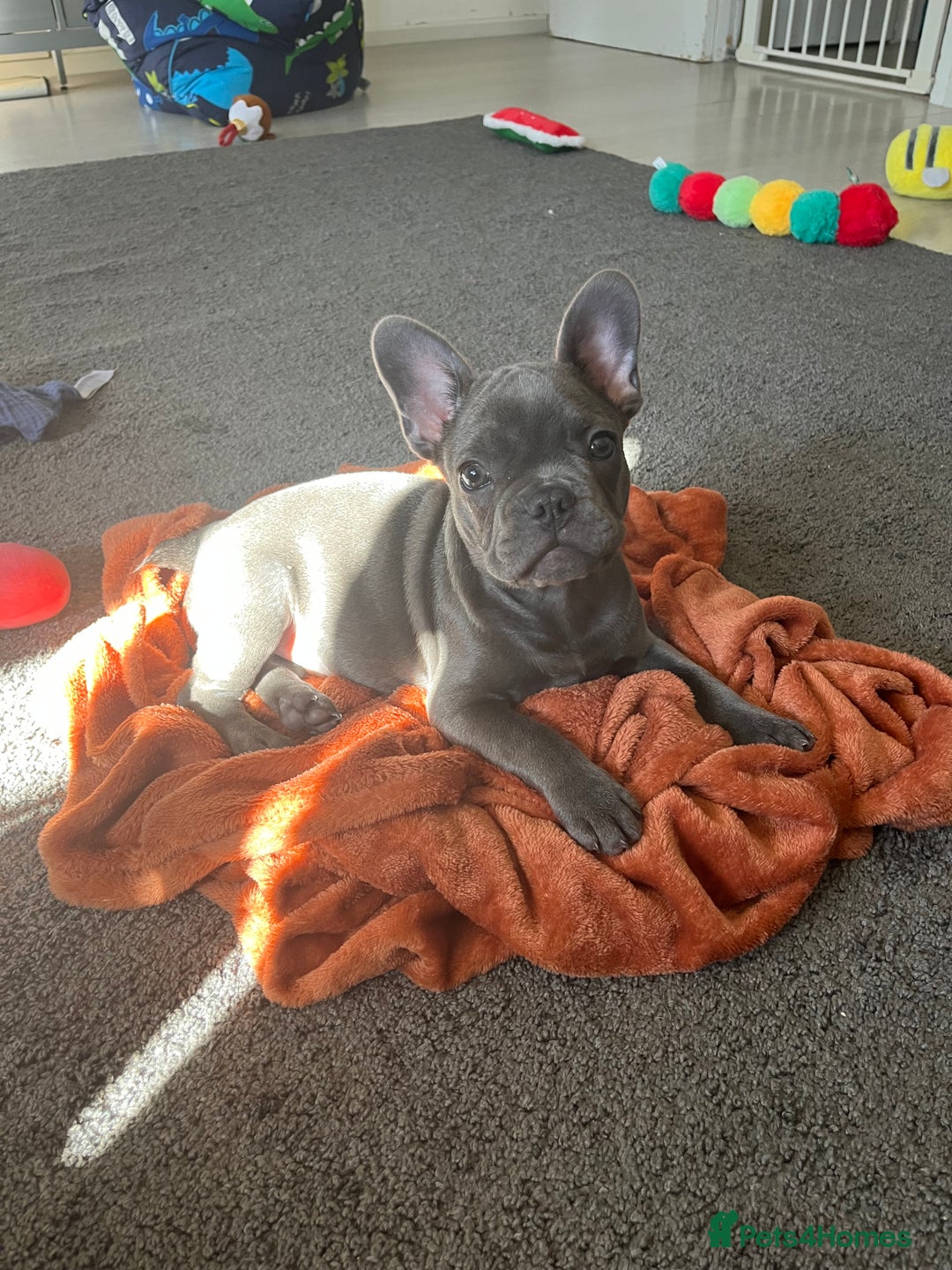 French Bulldog dogs for sale: French Bulldog puppy - Image 1