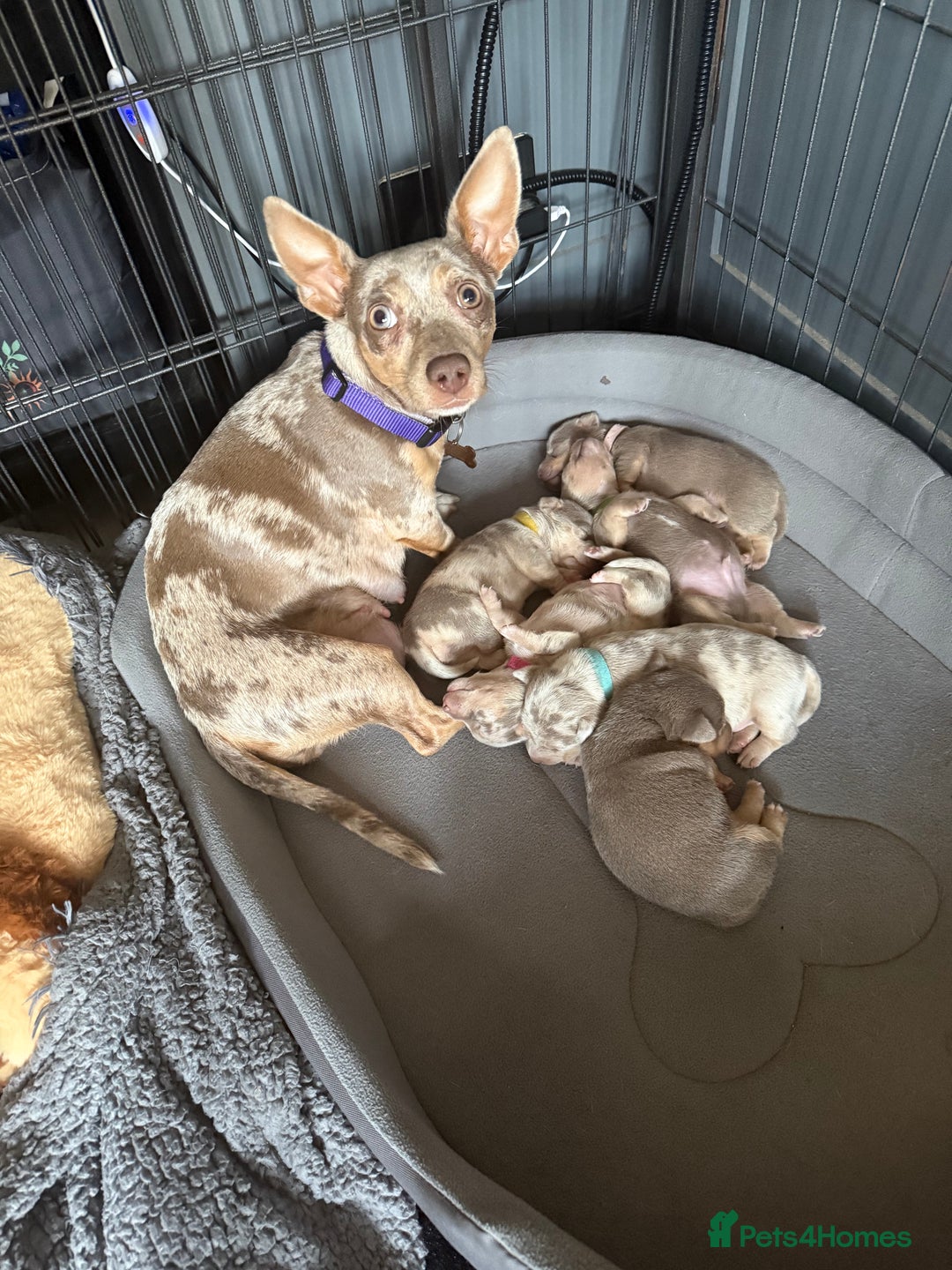 Jack Russell dogs for sale: Jack Russell puppys - Image 1