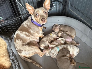 Jack Russell dogs - Advert 36