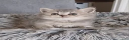 British Shorthair cats for sale: Beautiful TICA Scottish Straight and Fold kittens  - Advert 26