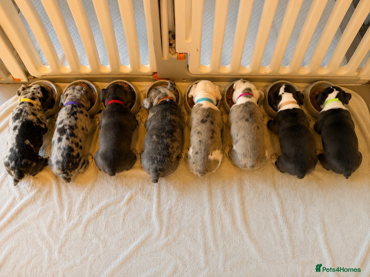 Mixed Breed dogs English Bulldog X French Bulldog Hybrids - Advert 2
