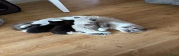 Mixed Breed cats for sale: Mixed breed Siamese kittens in Norwich - Advert 9