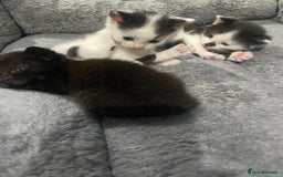 Domestic Shorthair cats for sale: 4 Beautiful kittens - Image 8