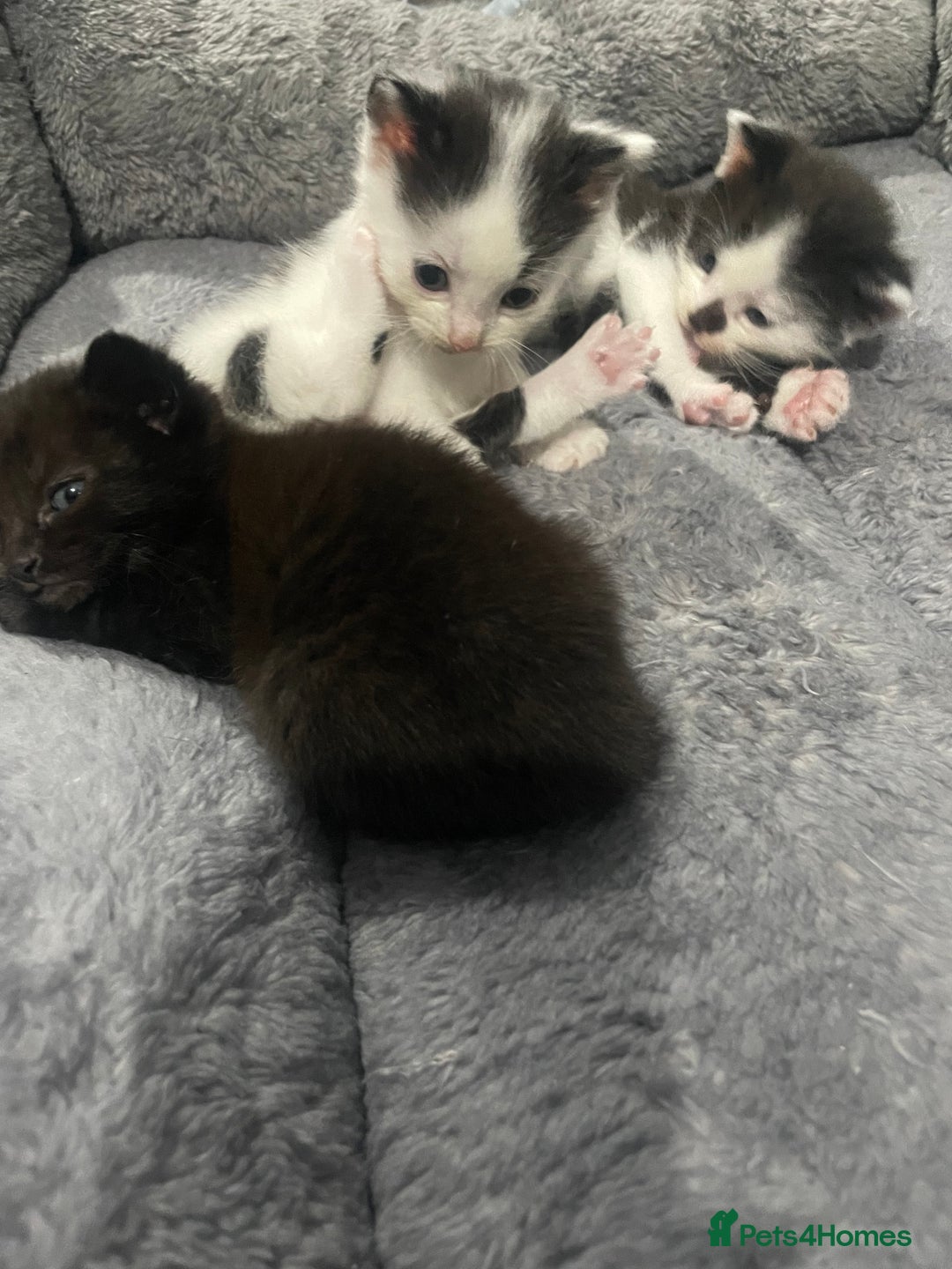 Domestic Shorthair cats for sale: 4 Beautiful kittens - Image 8