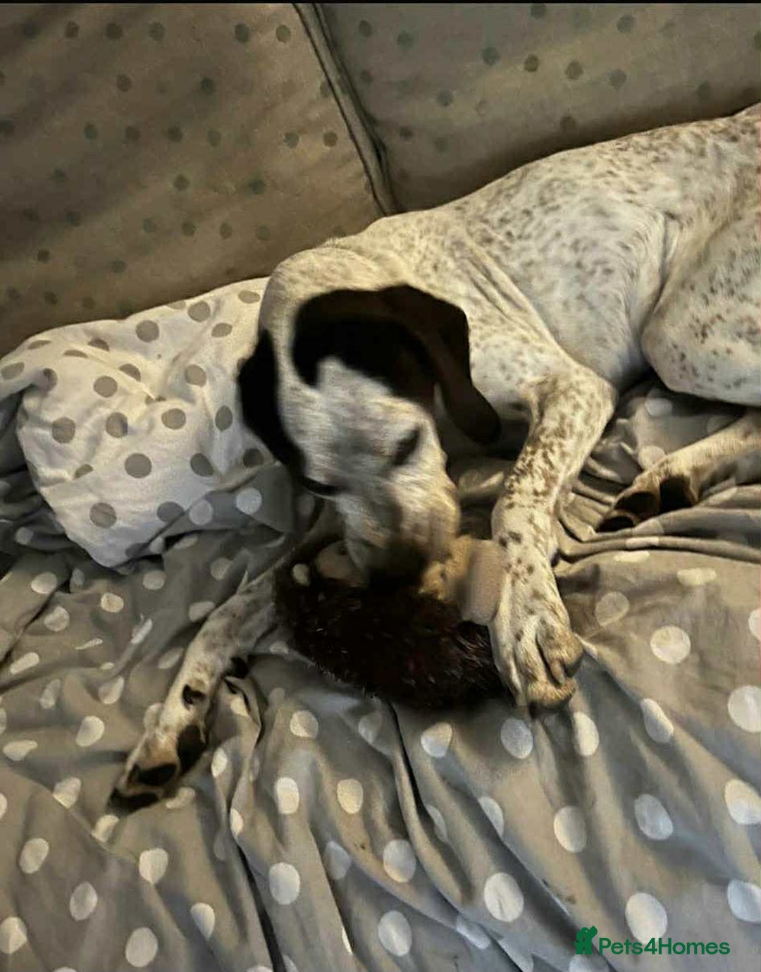 Pointer dogs for adoption: Raffie is looking for a perfect home  - Advert 7