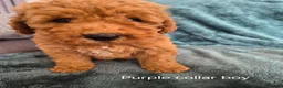 Mini Goldendoodle dogs for sale: Miniature Goldendoodle pups - Advert 2