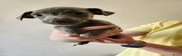 Jack Russell dogs for sale: Friendly Jack Russell pups looking for a new home - Advert 4