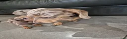 Miniature Dachshund dogs for sale: KC Dachshunds  - Ready now - Advert 16