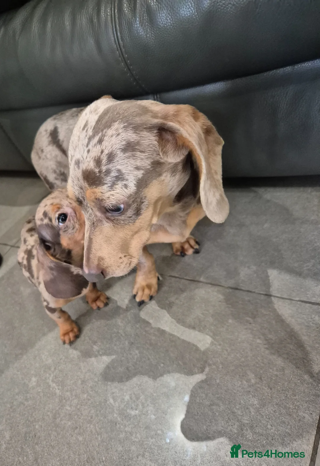 Miniature Dachshund dogs for sale: KC Dachshunds  - Ready now - Advert 16