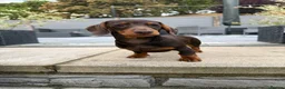 Miniature Dachshund dogs for sale: Gorgeous KC registered Miniature Dachshunds   - Advert 28