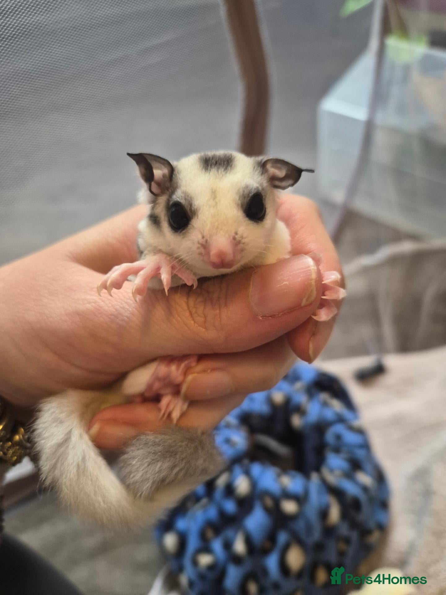 Sugar Glider rodents Male ringtail mosaic ready to reserve  - Advert 1