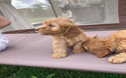 Cockapoo dogs for sale: ⭐️⭐️⭐️⭐️⭐️ F1 apricot Toy Cockapoo Puppies  - Image 4