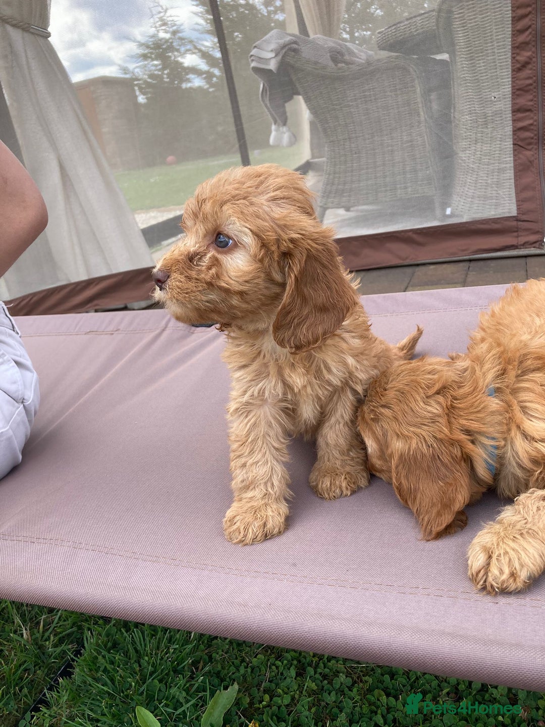Cockapoo dogs for sale: ⭐️⭐️⭐️⭐️⭐️ F1 apricot Toy Cockapoo Puppies  - Image 4