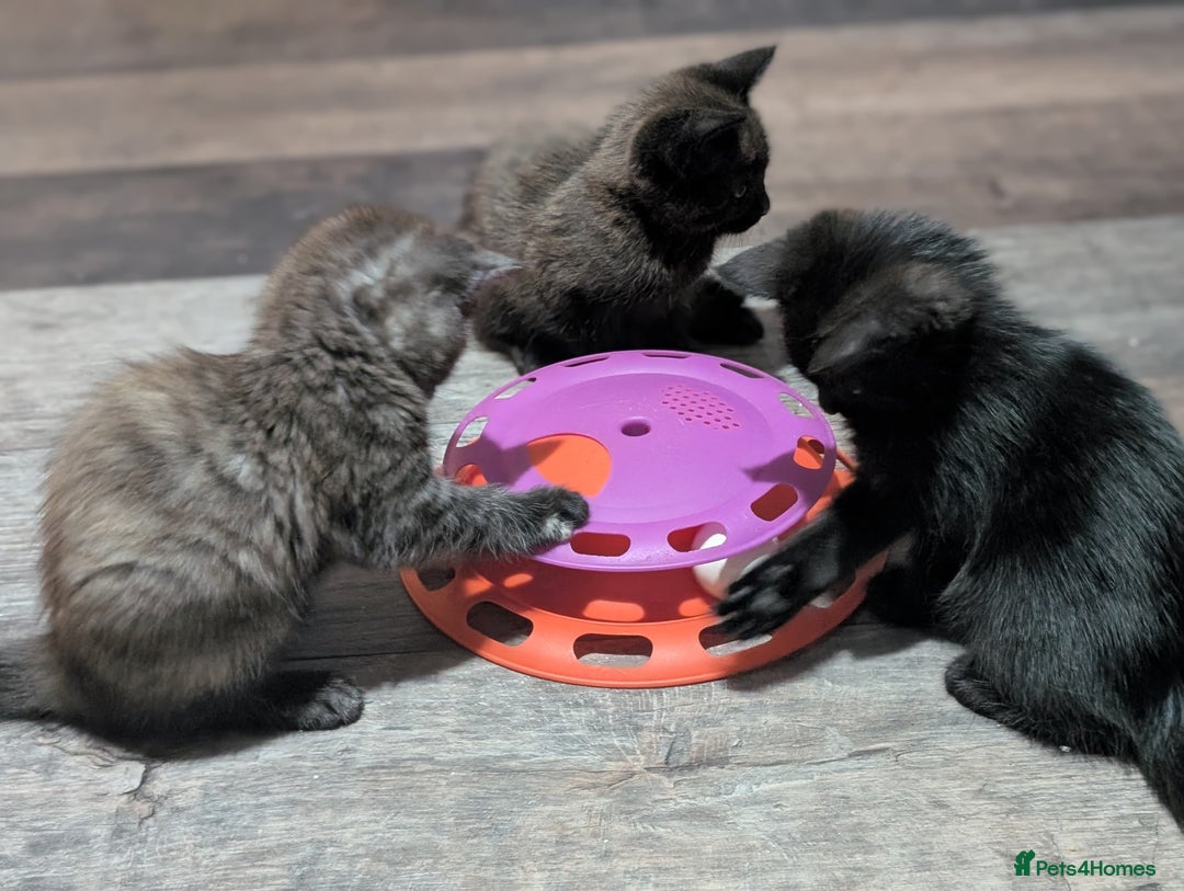 Maine Coon cats for sale: Maine Coon X kittens - Image 24