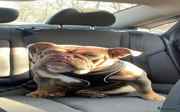 English Bulldog dogs for sale: Beautiful English bulldog - Image 6
