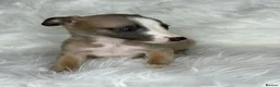 Whippet dogs for sale: Whippet pups  - Advert 8