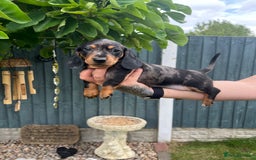 Miniature Dachshund dogs for sale: LAST 2 GIRLS, KC Miniature Dachshunds Puppies in Derby - Image 2