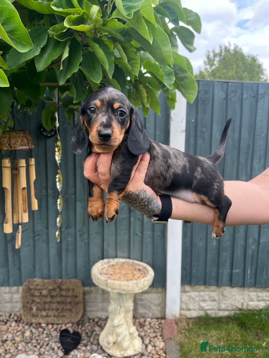 Miniature Dachshund dogs for sale: LAST 2 GIRLS, KC Miniature Dachshunds Puppies in Derby - Image 2