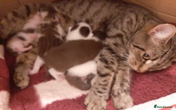 Mixed Breed cats for sale: Sell 3 Boys 1 girl  - Image 9