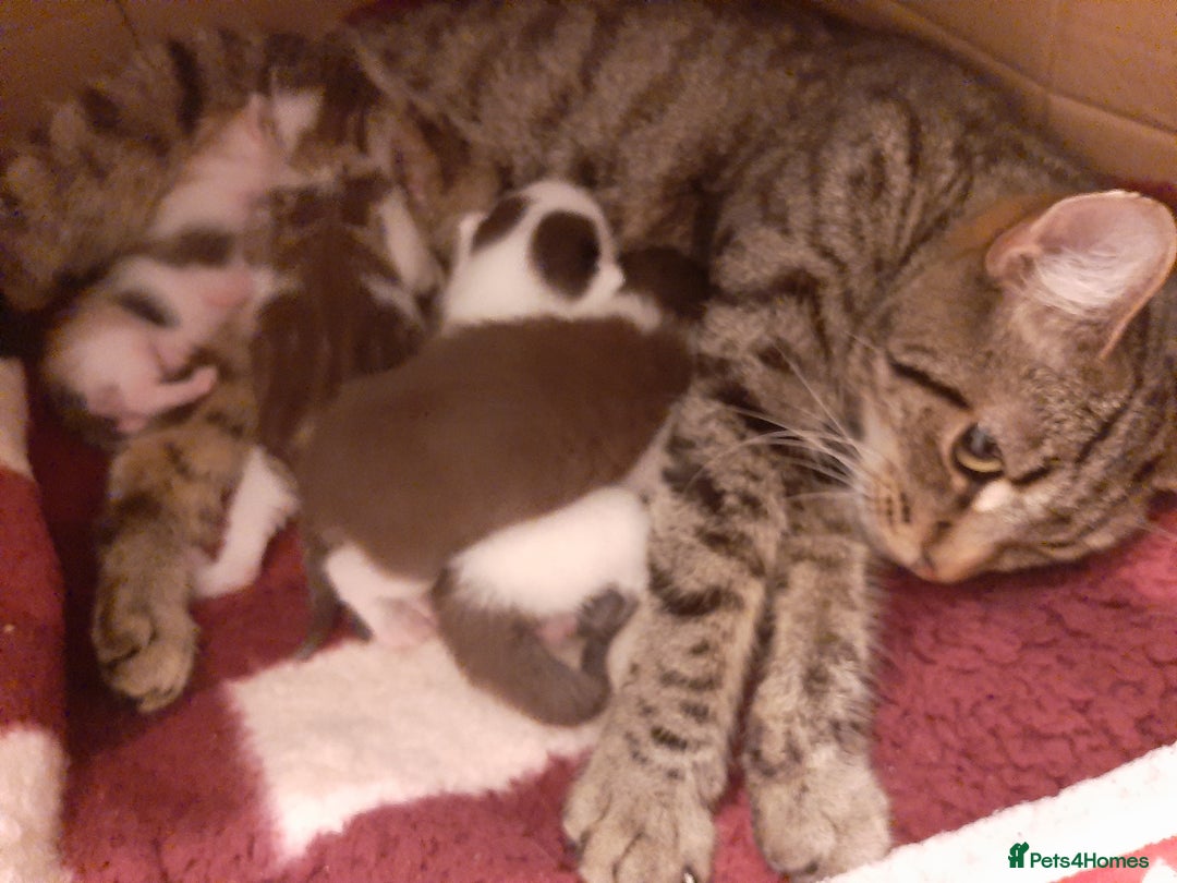 Mixed Breed cats for sale: Sell 3 Boys 1 girl  - Image 9