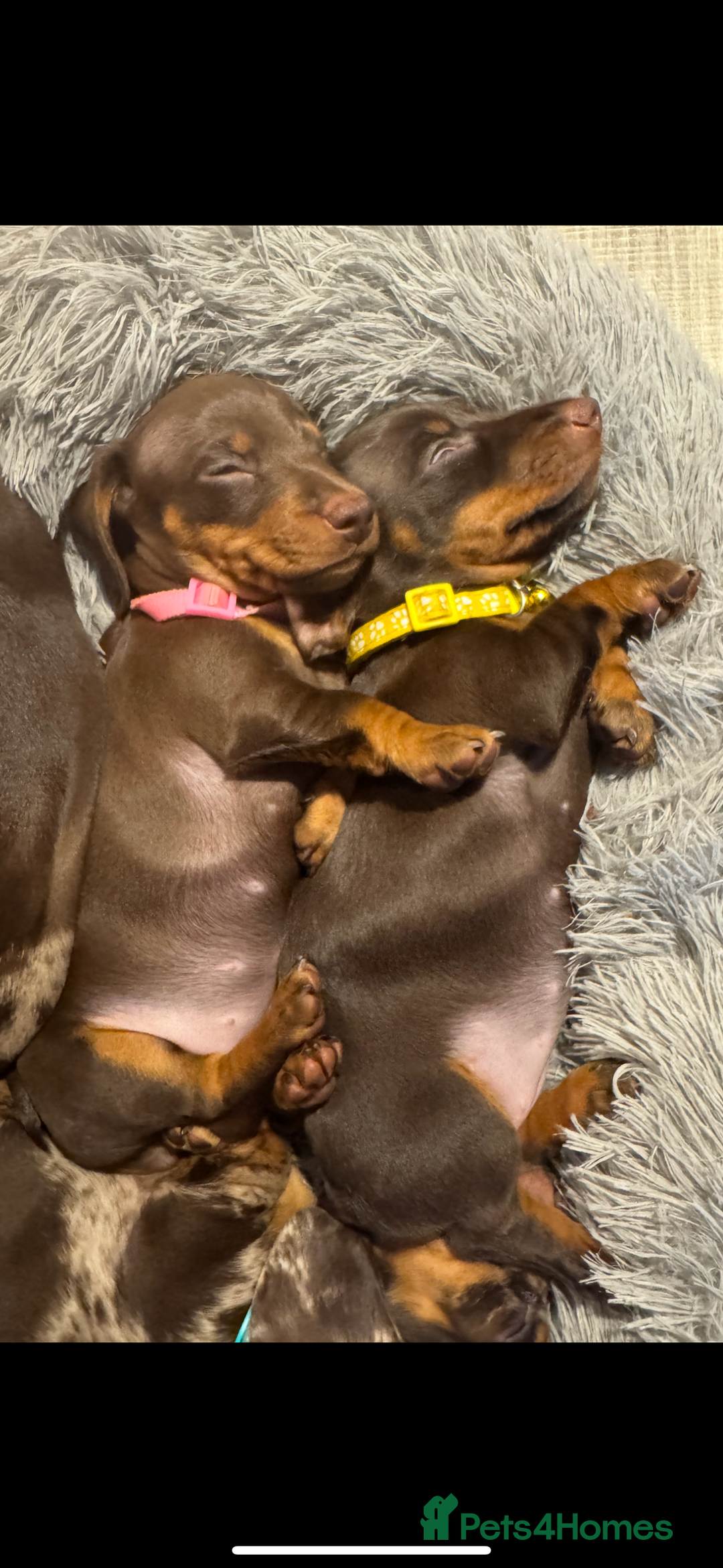 Miniature Dachshund dogs for sale: KC reg miniature dachshund puppies 4 girls 4 boys - Advert 18