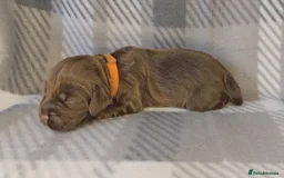 Cocker Spaniel dogs for sale: Show x Working Cocker Spaniels, HEALTH tested - Image 13