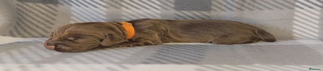 Chocolate female - Orange collar 