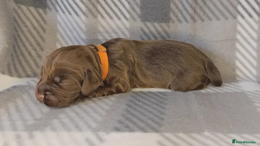 Cocker Spaniel dogs for sale: Show x Working Cocker Spaniels, HEALTH tested - Image 13