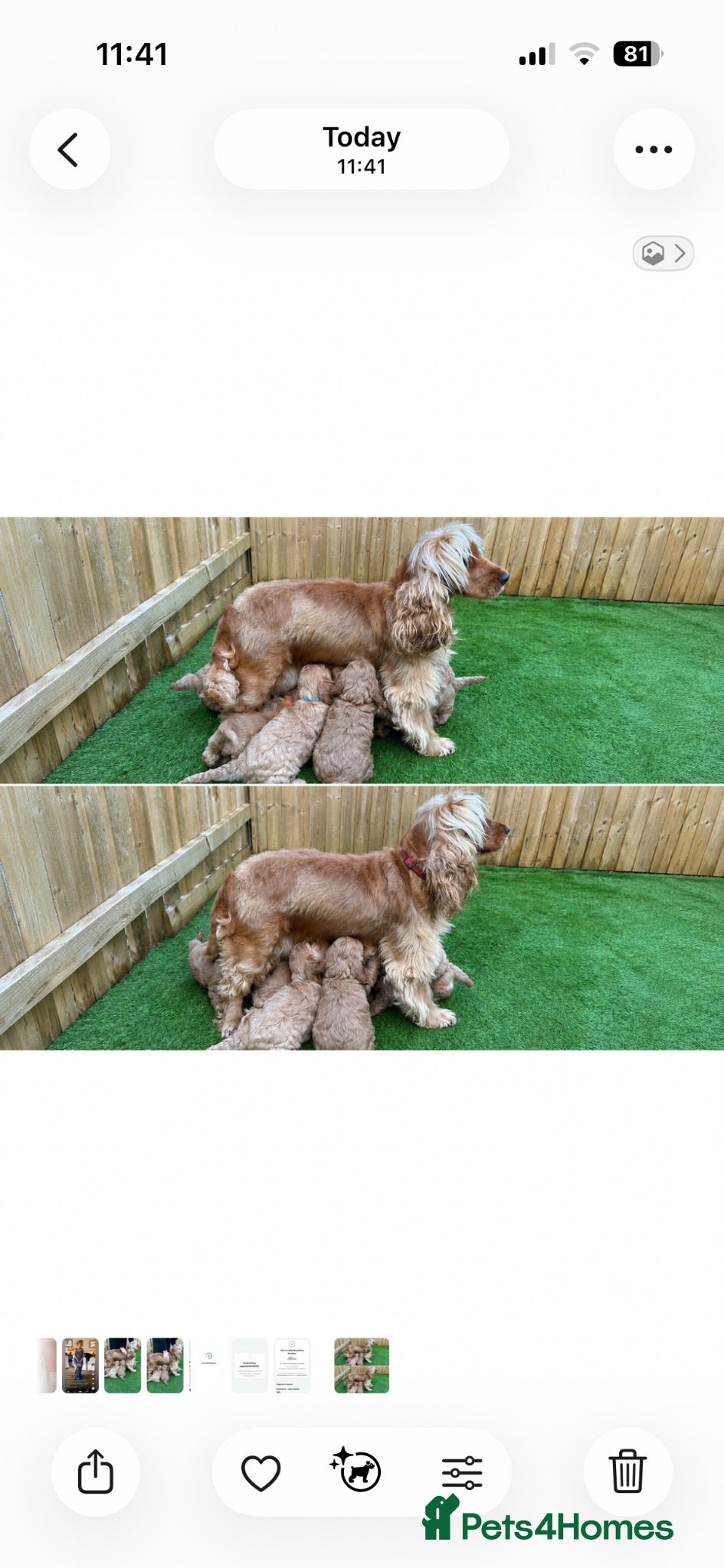 Cockapoo dogs F1 Cockapoo Puppy’s  - Advert 1