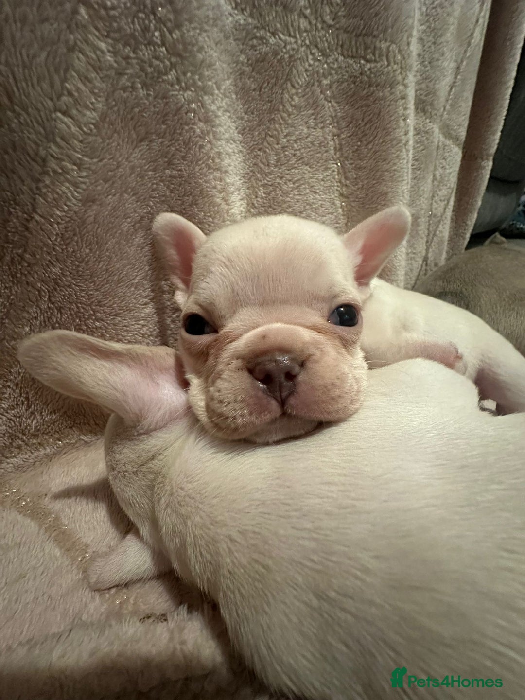 French Bulldog dogs for sale: Cream girl and cream boy available  - Advert 8