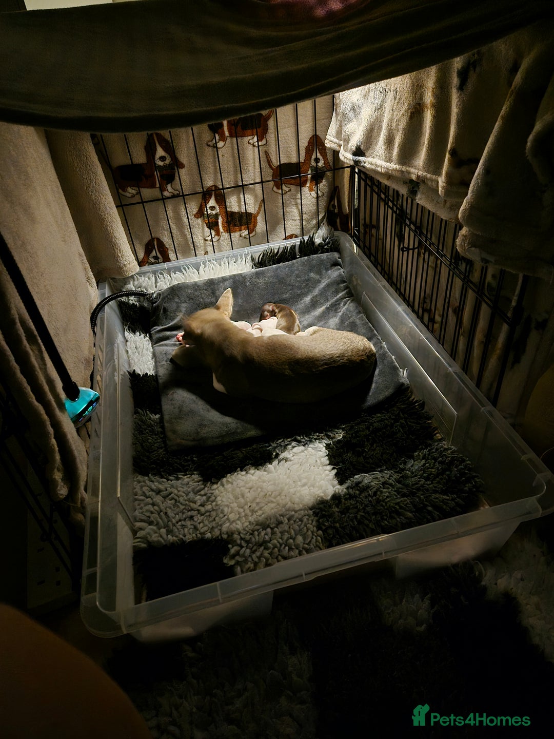 Chihuahua dogs for sale: 5 Beautiful true to type small chihuahuas - Advert 6