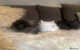 Lionhead rabbits for sale: Beautiful DoubleMane Lionhead Baby Bunnies/Rabbits - Image 2