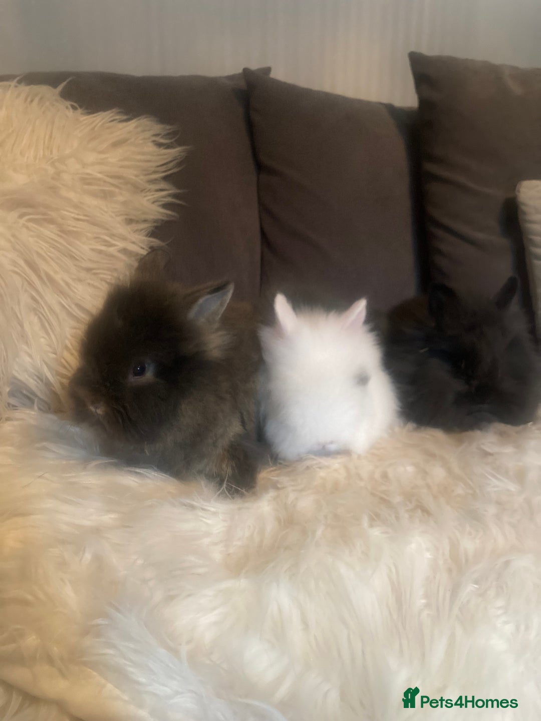 Lionhead rabbits for sale: Beautiful DoubleMane Lionhead Baby Bunnies/Rabbits - Image 2