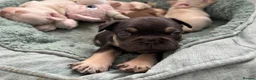 French Bulldog dogs for sale: French bulldog Puppies  - Advert 7