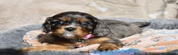 Cavalier King Charles Spaniel dogs for sale: Health Tested Parents-beautiful puppies - Advert 24
