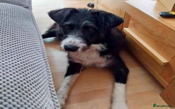Mixed Breed dogs for adoption: Meet Mitzie, currently residing in Liverpool  - Image 7
