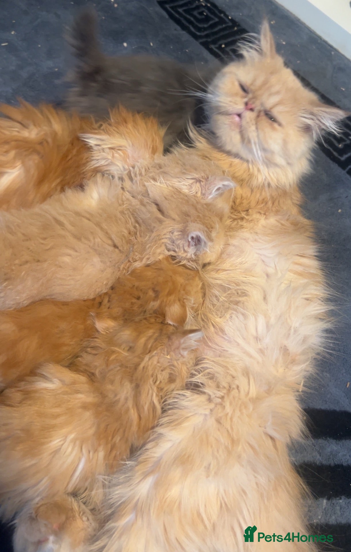 Persian cats  FLUFFY PERSIANS 🌸🌷💐🌹🌼 - Advert 1