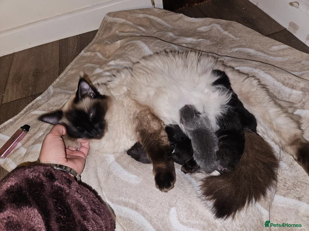 Ragdoll cats for sale: Ragdoll x British short hair  in Sowerby Bridge - Advert 6