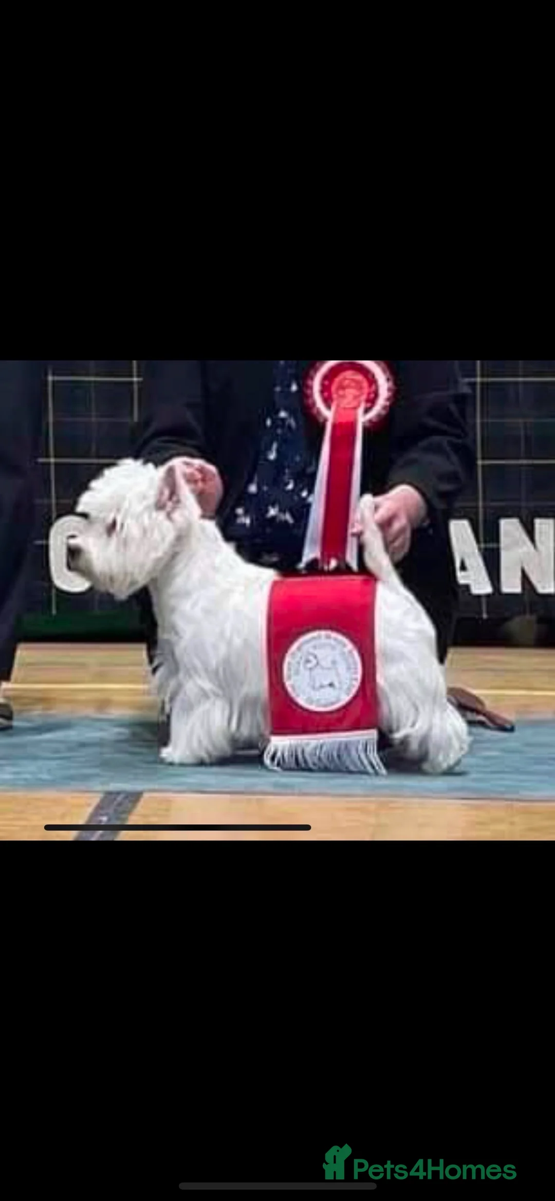 West Highland Terrier dogs for stud: Quality proven west highland terrier Stud  in Newark - Advert 1