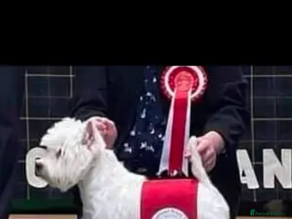 West Highland Terrier dogs Quality proven west highland terrier Stud in Newark - Advert 2