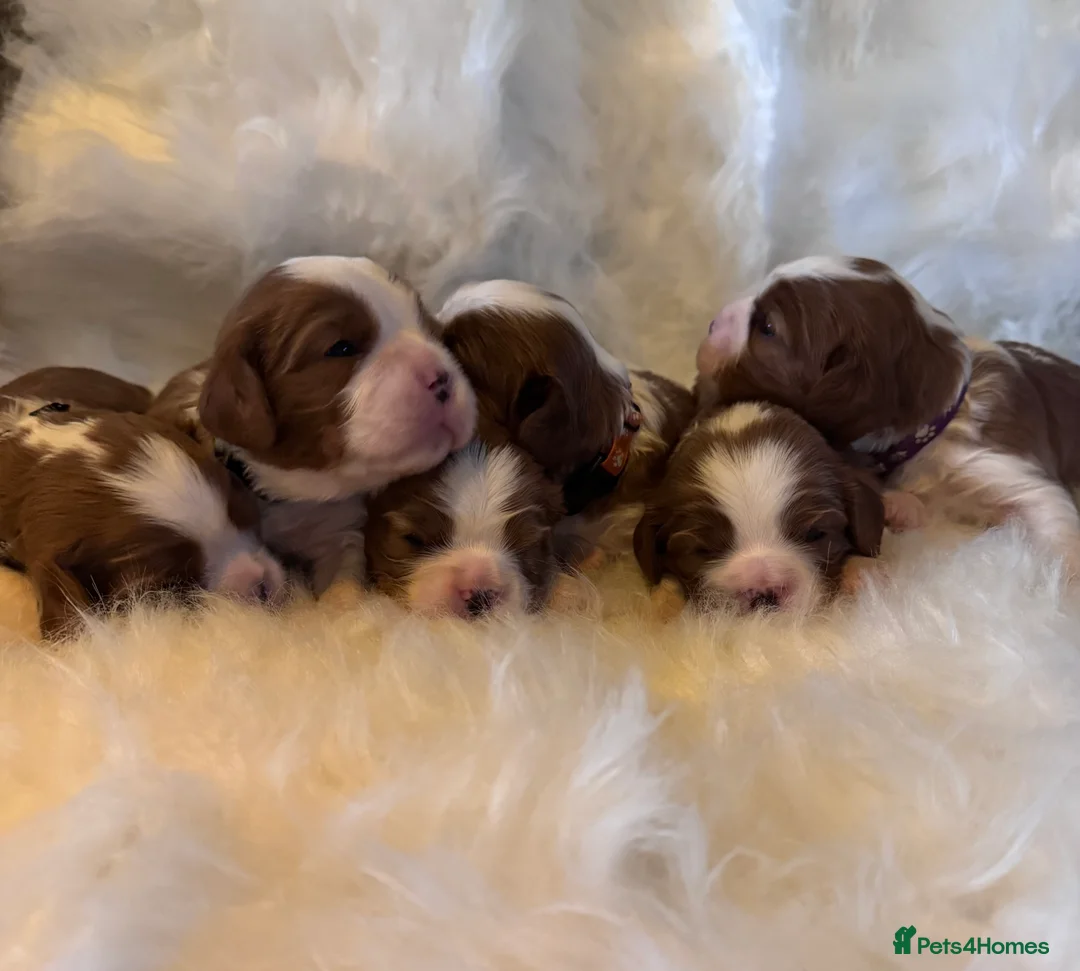 Cavalier King Charles Spaniel dogs for sale: Cavalier King Charles KC reg DNA 5* home breed - Advert 9