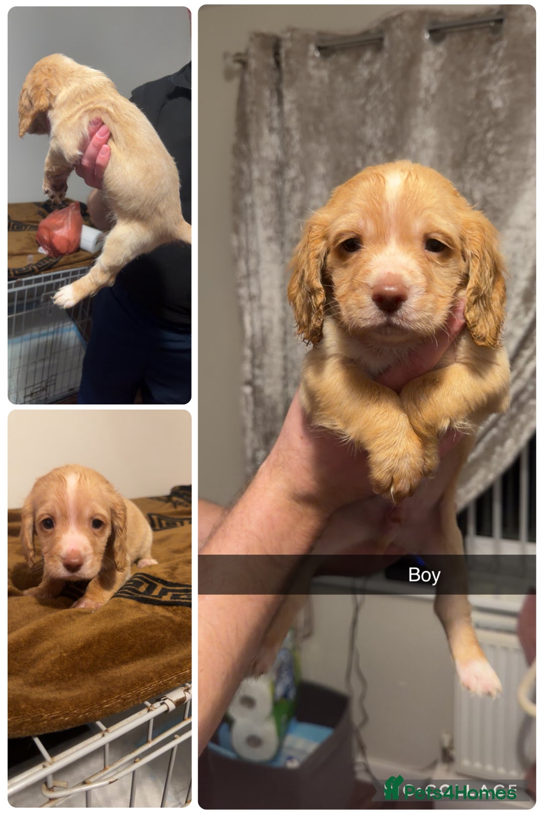 Cocker Spaniel dogs for sale: Cocker spaniel pups  - Advert 4