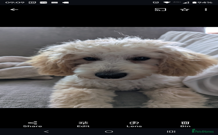 Maltipoo dogs - Advert 1