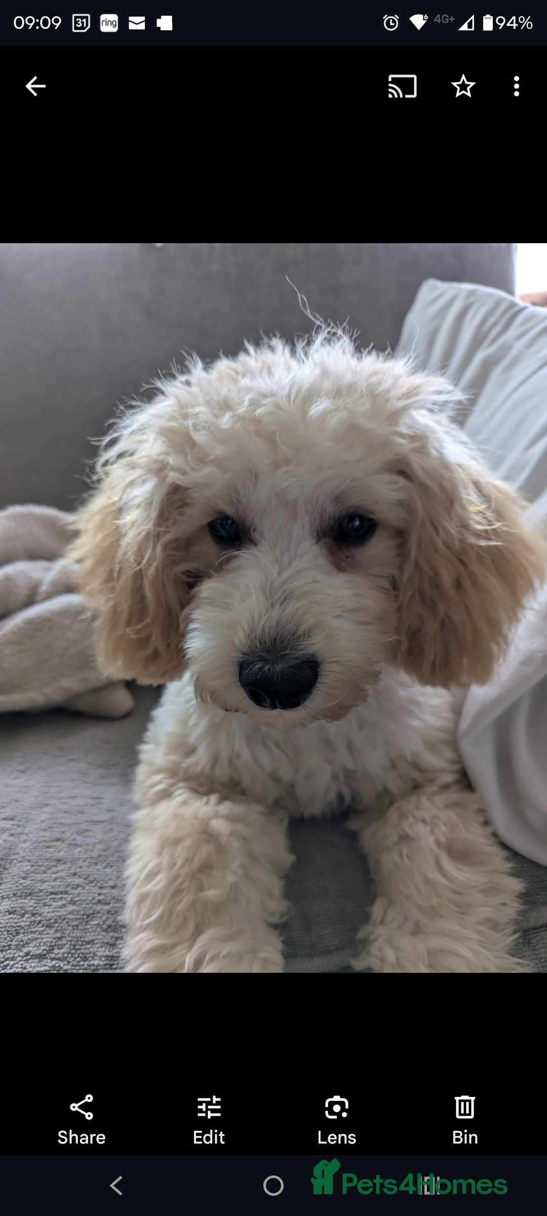 Maltipoo dogs for sale: Loveable Maltipoo Male - Image 1
