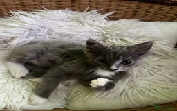 Maine Coon cats for sale: 5 Generation pedigree BLACK SMOKE kittens  - Image 33